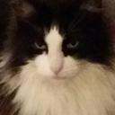 Sharon Phelps - @gigglegut719 - Twitter