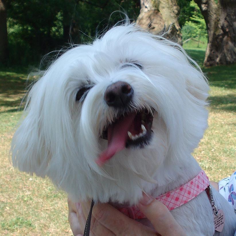 Animal lover, work with kids, crafter, photographer, beach walker, chocaholic, designer and knitter of incredibly awesome doggie sweaters!