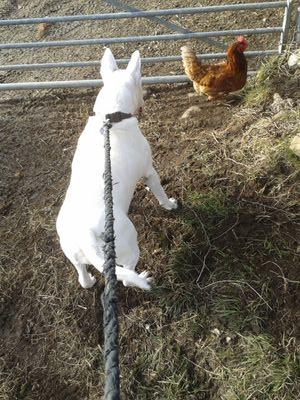 OVillan1980's profile picture. 34,single,AVFC,Boxing,T20,Darts,F1 fan.Lover of food,animals,the great outdoors,movies,muscle cars.father to a gorgeous english bull terrier.