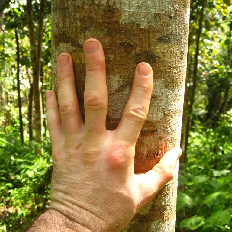 Sustainable forestry with smallholders and indigenous communities in Panama.