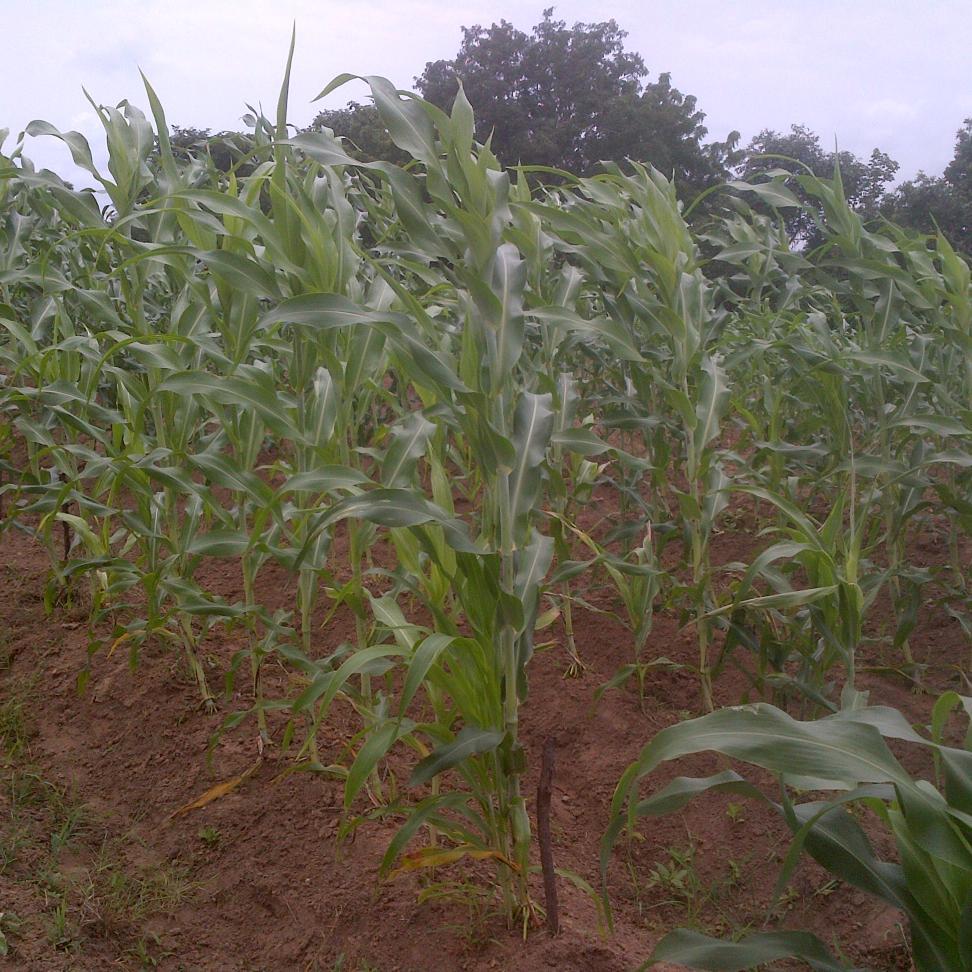 An Agronomist with a bias for energy crops and a lover of nature. A true Nigerian. RT not endorsement