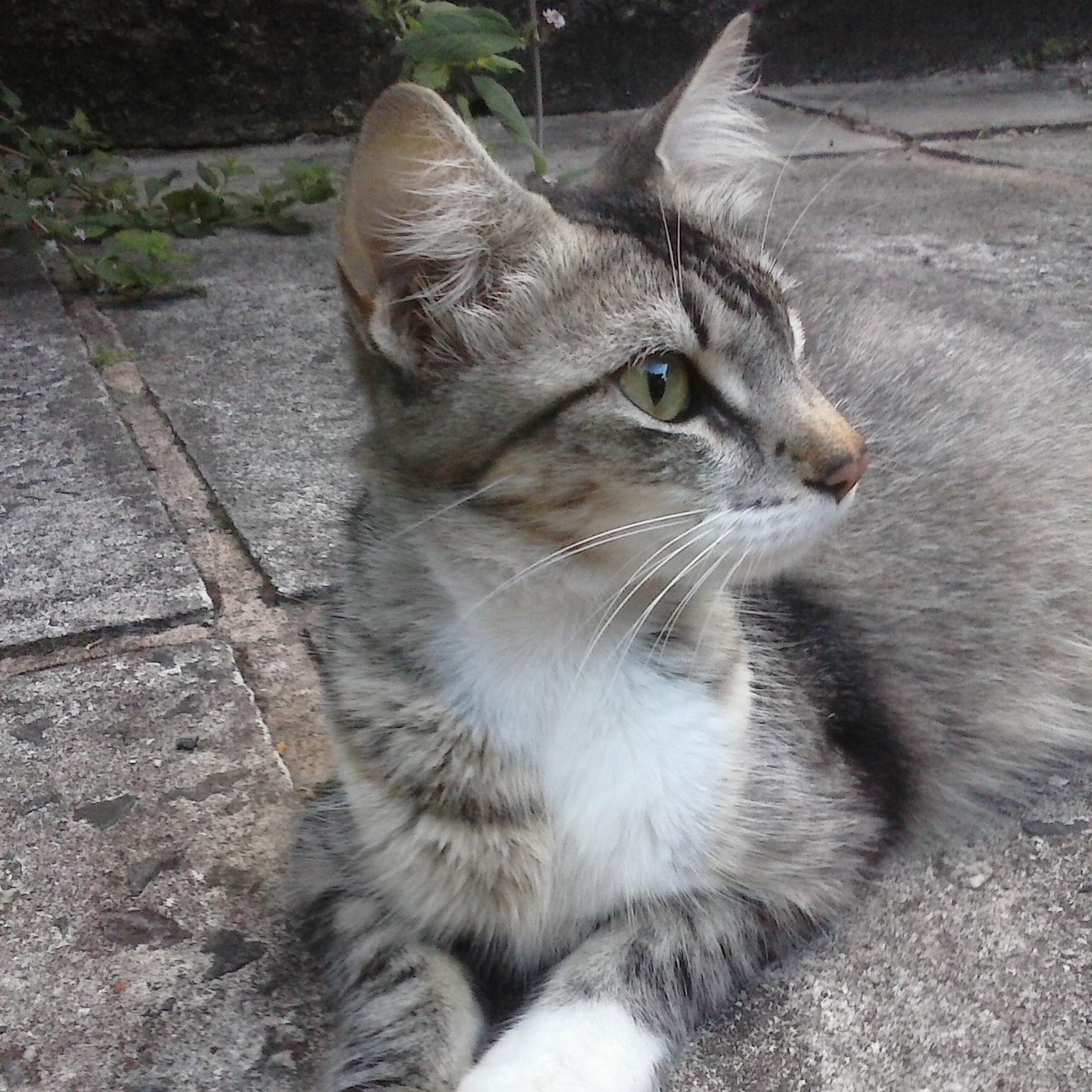 Sou uma gatinha abençoada e feliz.