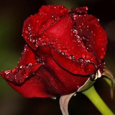 hashem_alsaigh's profile picture. 