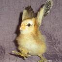 Ashley Kramer - @Smashmcflash - Twitter