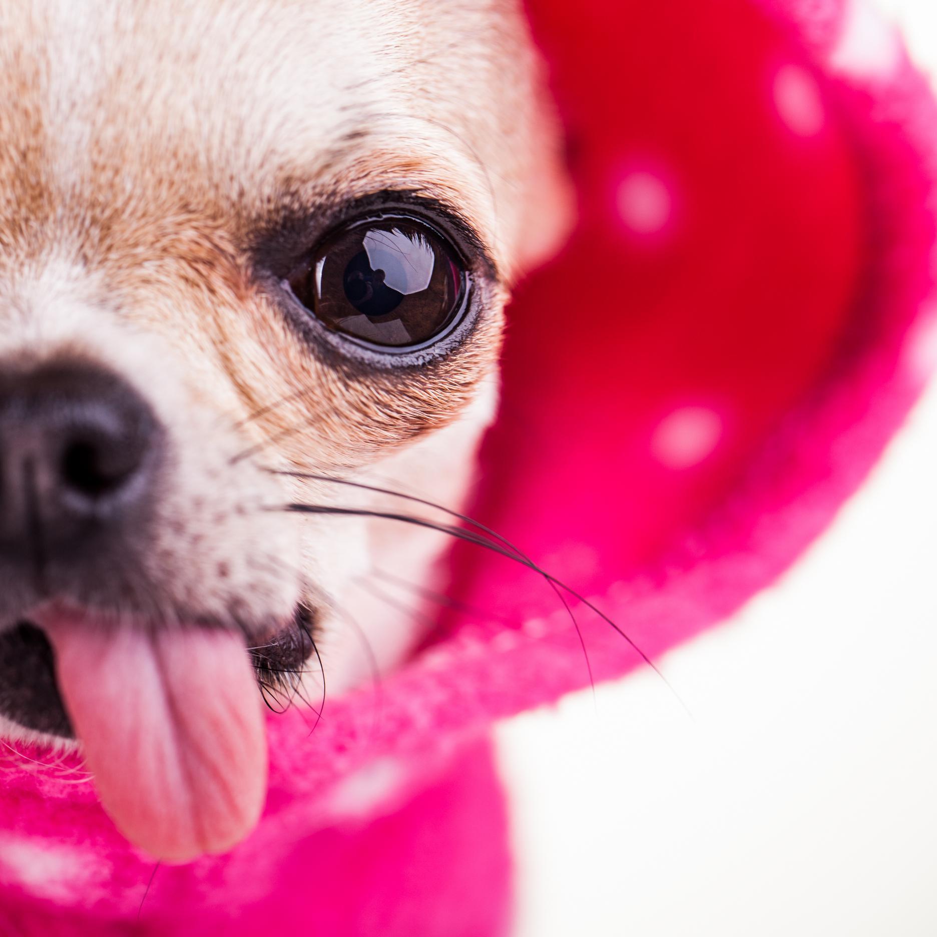 a blog about #chihuahuas #adoption #rescue and #petoverpopulation plus #breed #guardianship