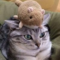 おぜきさん (@f_ozekkiy) 's Twitter Profile