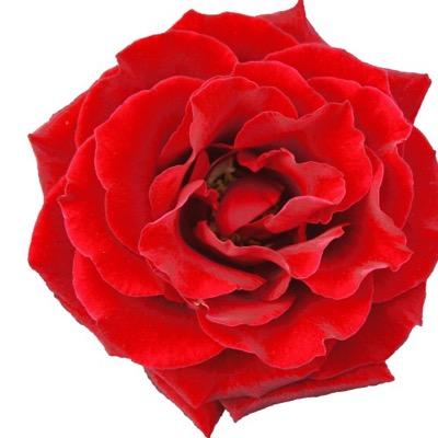 julia_keogh's profile picture. 