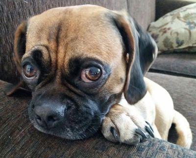 Try to resist my cuteness. I double dog dare you. Sister to @squeakyfatcat