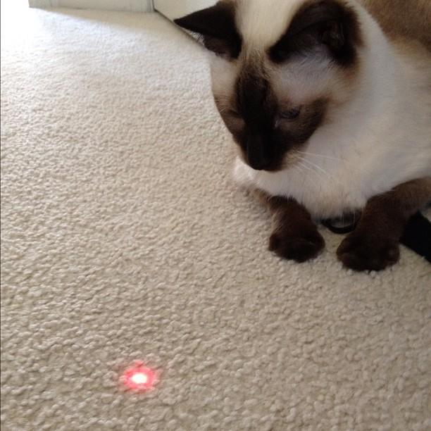 dumbstoneDOTcom's profile picture. A cat that collects anything which is possibly a wearable technology bit and turns it into virtual currency.