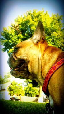 EpsteinTripod's profile picture. Hello I'm Zeze and this is my French Bulldog Sir Epstein Mustardpants. We recently found out, thanks to the art of subtraction, he will be a 3-legged stud soon.