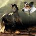 Doggy_jo (@doggy_jo) Twitter profile photo Doggy_jo (@doggy_jo) Twitter profile photo