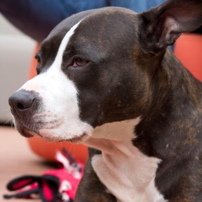 I am nikki b and I am a rescued pit bull. if you come near me, I will love you.