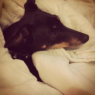 Freelance Film/TV AD  in Malta .... who loves dogs, food and unicorns !