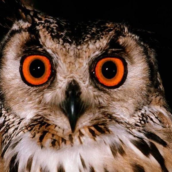 calimero3160's profile picture. 