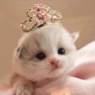 AslamazovaAdel's profile picture. 