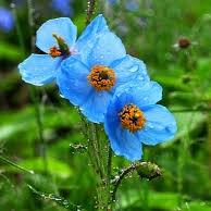Land of Peace and Flowers