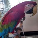 Lacey Cameron - @BirdrescueLacey - Twitter