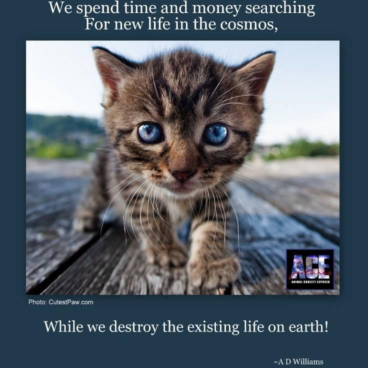 NadezdaLolin's profile picture. 