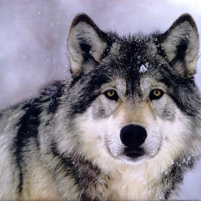 yellowolves's profile picture. Facts about the effects of hunting the grey wolves in Yellowstone National Park