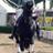 Lorver_Horses's profile image