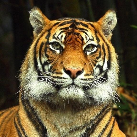 ParleG1990's profile picture. 