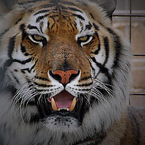 uofmtigertech's profile picture. Tech lover, photographer, Jeep owner, Big Green Egger, Music fanatic, and crazy for mutts and mini schnauzers