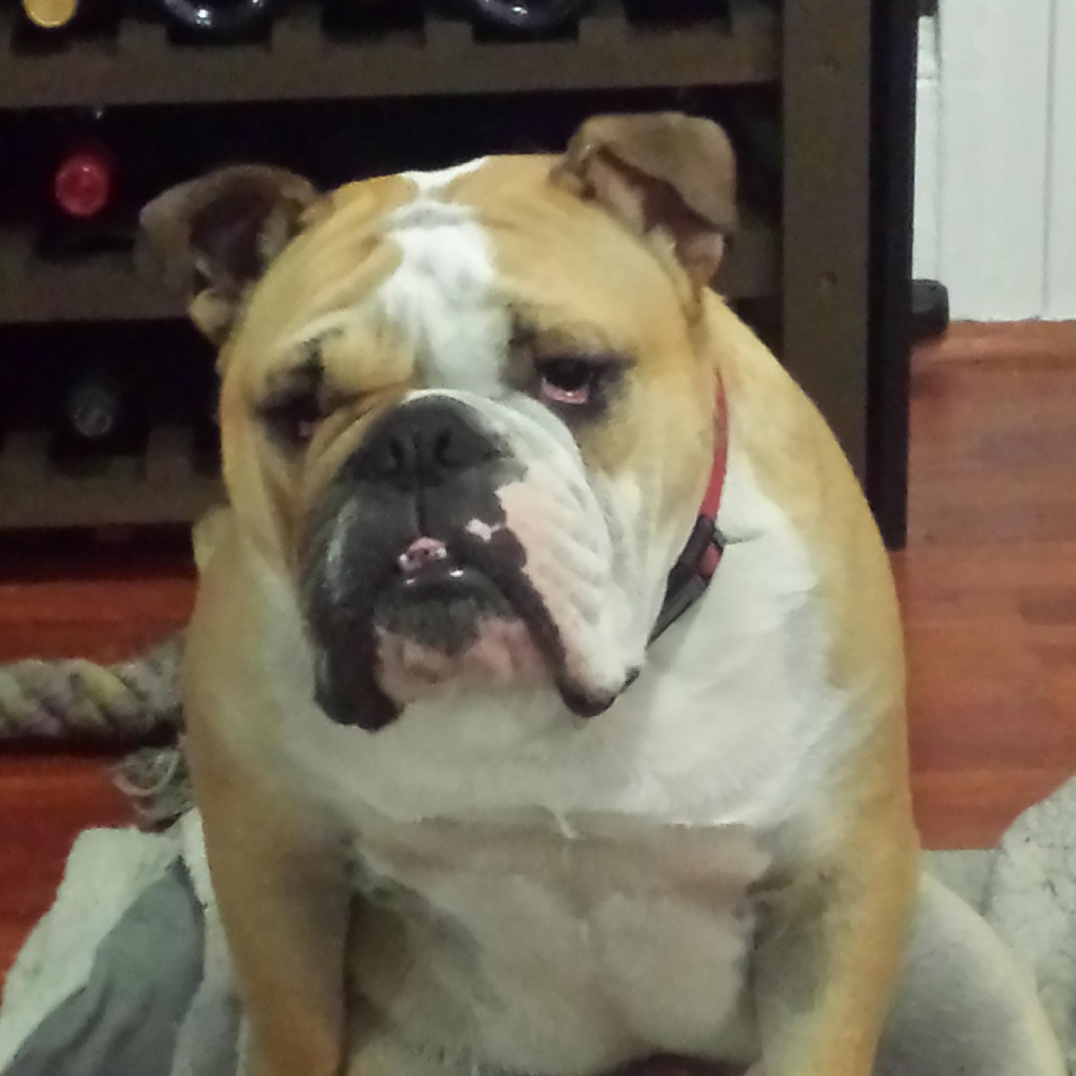 Lazy Bulldog, CAL Bear, 49er aficionado, lover of coffee-wine-whiskey-beer, hater of idiots. Here for sports and funny content, not to win popularity contest.