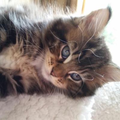 Accountmanager Johnson Petfoods