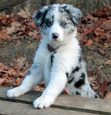 Hello, I'm Pepito Stemmings. I'm the dog/daughter of Marcel and Luke Stemmings. I roleplay and I talk. I love you all and good day.