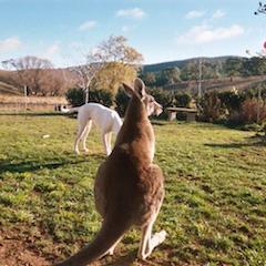 AnimalPhysiosAu's profile picture. Australia's leading team of animal physiotherapists - Dr Helen Nicholson and associates