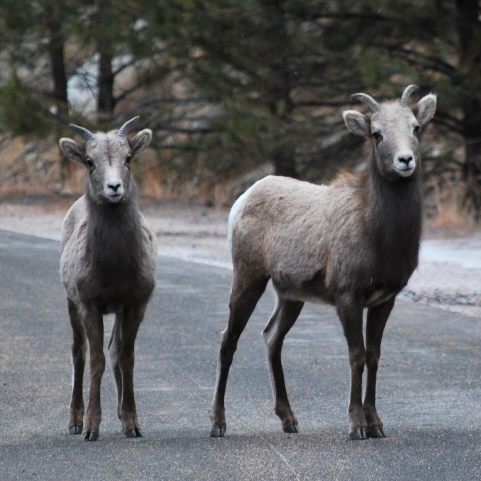 Like_A_Mountain's profile picture. A real biologist tweeting news and issues about wildlife ecology, management, and conservation from the front lines