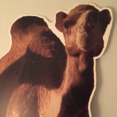 freenelson2015's profile picture. dromedary camel, lover of all things sandy, thirsty constantly, loves wet kisses, desert aficionado