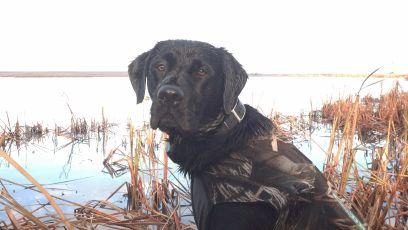 Pheasant flushing, horse chasing, hole digging, duck fetching, goose killin, intruder biting, family loving dog.