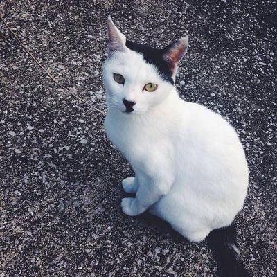unknown/fantastica id:197238437/kitty time