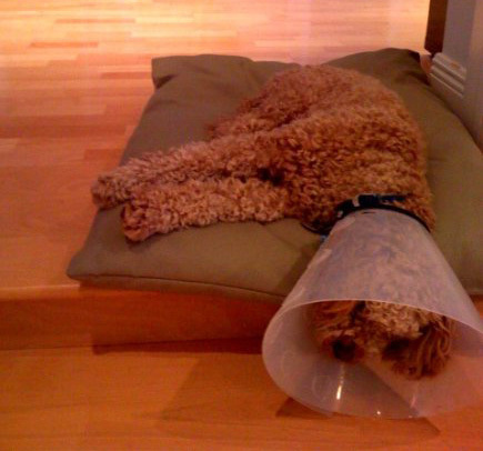 rustyruff's profile picture. 