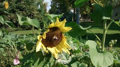 DeniseCasey19's profile picture. I am a kindergarten teacher in Buffalo, MN.  I love triathlons!  I also raise bees, chickens,and sheep.