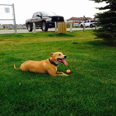 randyborysko's profile picture. small contractor. will try anything once