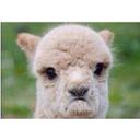 Judy Lyman - @jmlyman77 - Twitter