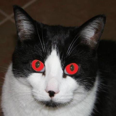 **Techy and Playstation Gamer** 
**Follow for Follow always :)**