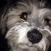 Penny Thoms (@pennypthoms) 's Twitter Profile