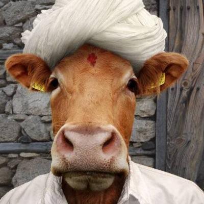 Vine➡️ the cow says moo
Instagram➡️themoosayscow 
Snapchat➡️thecow_saysmoo