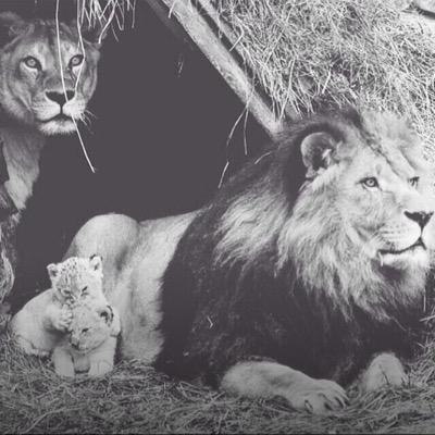 TalklowAs's profile picture. 