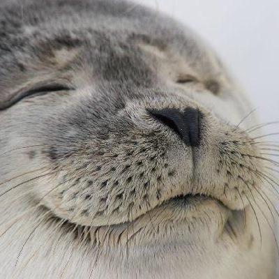 素敵だなと思った方を勝手に無言フォローさせていただいておりますすいませんʕ´•ﻌ•`ʔひとりごとばっか呟いてます