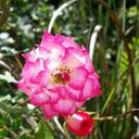 Zulma Robles - @ZuleriR - Twitter