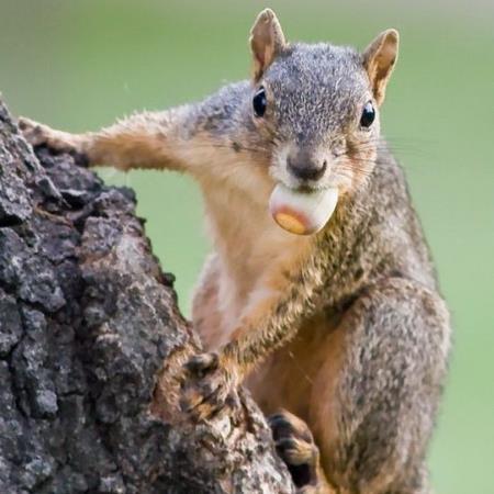 was born in a leafy nest in a oak tree. learned to look for food and fend for myself at a early age. enjoy guarding my nuts and anything involving trees.#KAG