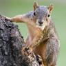 squirrelfromMS's profile picture. was born in a leafy nest in a oak tree. learned to look for food and fend for myself at a early age. enjoy guarding my nuts and anything involving trees.#KAG
