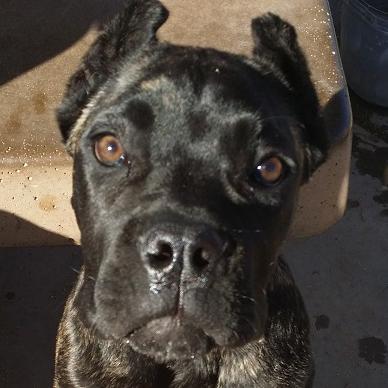 KatanaCaneCorso's profile picture. 