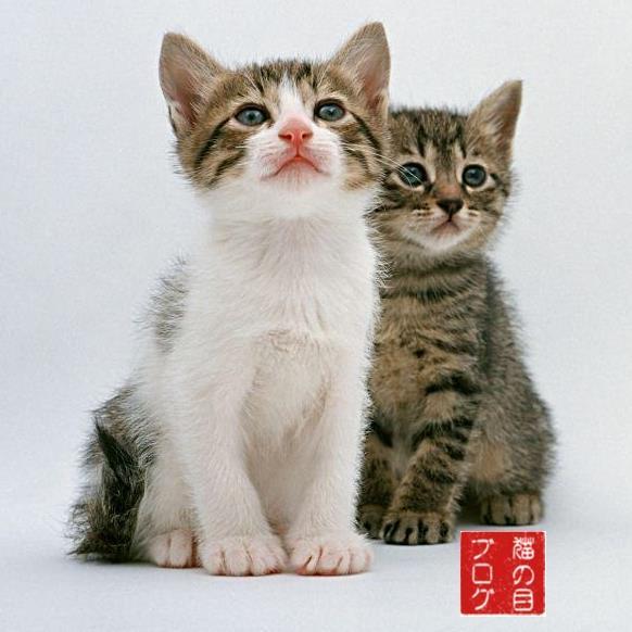 「猫の目ブログ」で会津から情報を発信していまーす♪ 2015/1/26〜 ブログとの連携以外の日常のたわいない つぶやきもスタートしました。主に会津の風景写真を中心にマイブログへアップしていまーす。(^ ^)
