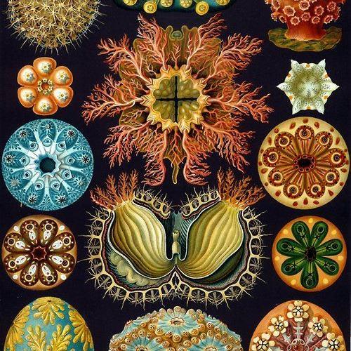 Marine taxonomy, collections research, mobilisation of historical data and everything in between.