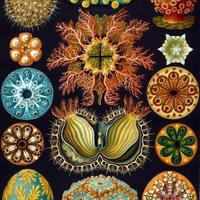 Marine Biology (@marinebio_sam) 's Twitter Profile